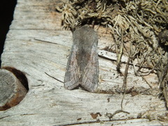 Orthosia opima
