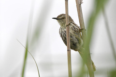 Prinia maculosa exultans