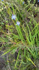 Aristea ecklonii