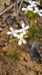 Stylidium guttatum