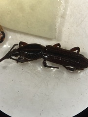 Brentinae