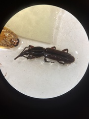 Brentinae