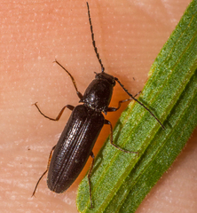 Oestodes tenuicollis