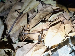 Gryllotalpa australis