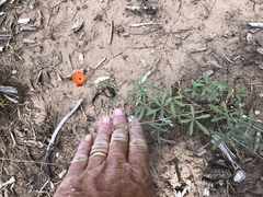 Sphaeralcea digitata