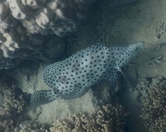 Chromileptes altivelis