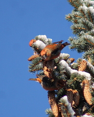 Loxia curvirostra