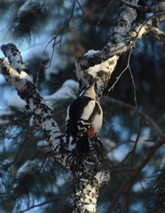 Dendrocopos major