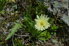 Schlagintweitia intybacea