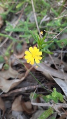 Hibbertia stellaris