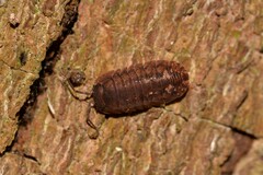 Armadillidae