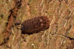 Armadillidae