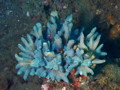 Pectinia paeonia