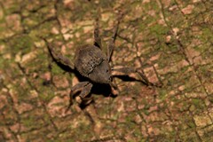 Onidistus araneus