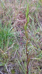 Orthoceras strictum