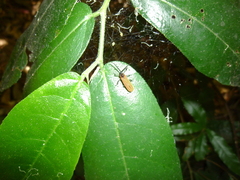 Rhinotia venusta