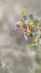 Salvia granatensis