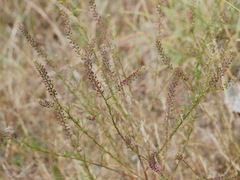 Lepidium africanum