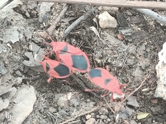 Probergrothius sanguinolens