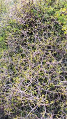 Pittosporum anomalum
