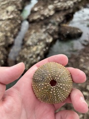 Strongylocentrotus purpuratus