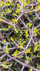 Pittosporum anomalum