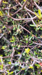 Pittosporum anomalum