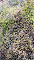 Pittosporum anomalum
