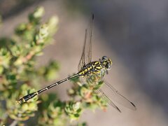 Austrogomphus australis