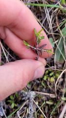 Pittosporum anomalum