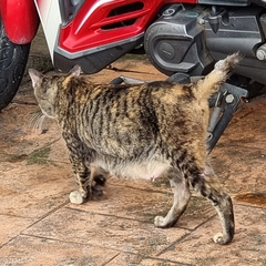 Felis catus