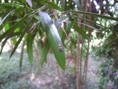 Thallarcha phalarota