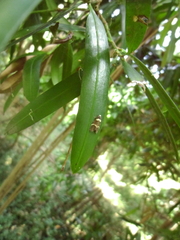 Thallarcha phalarota