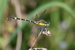Austrogomphus amphiclitus