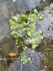 Cardamine pensylvanica