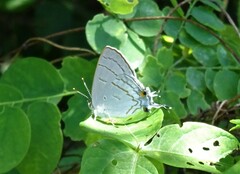 Hypolycaena philippus philippus