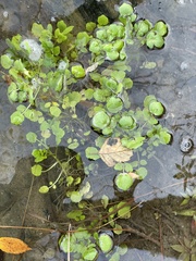Cardamine pensylvanica