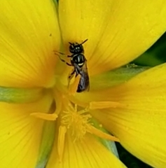 Ceratinidia