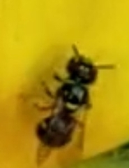Ceratinidia
