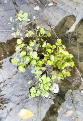 Cardamine pensylvanica