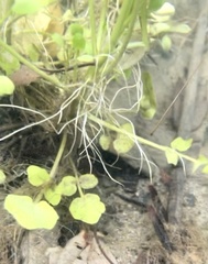 Cardamine pensylvanica