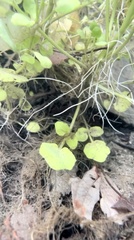 Cardamine pensylvanica
