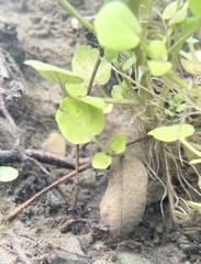 Cardamine pensylvanica