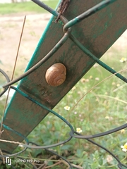 Ariophantidae