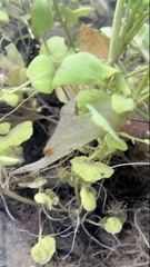 Cardamine pensylvanica