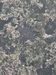 Strongylocentrotus purpuratus