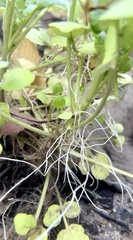 Cardamine pensylvanica