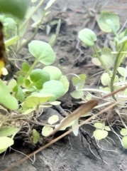 Cardamine pensylvanica