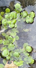 Cardamine pensylvanica