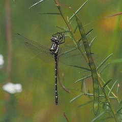 Eusynthemis guttata